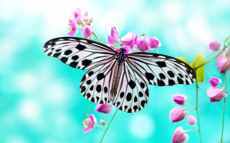 Flower Butterfly Wallpaper