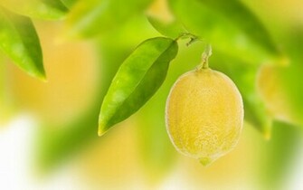 Lemon HD Wallpaper Decorated Orange