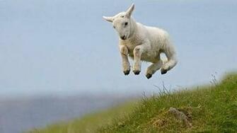 Leaping Lamb Wallpaper Hq Desktop