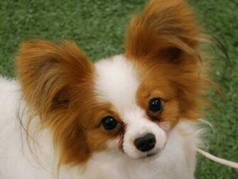 Papillon Wallpaper