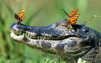 Funny Wallpaper Of A Crocodile HD Animals