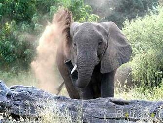 Wildlife Screensavers