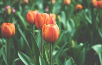 Flowers Garden Orange Tulips HD Nature Image Wallpaper Of
