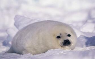 Seal Wallpaper Desktop Background