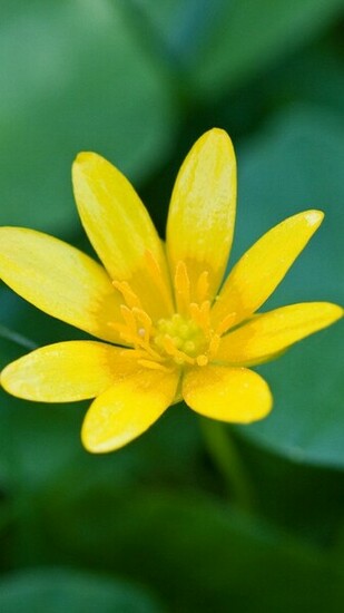 Small Yellow Flowers Blooming iPhone Wallpaper
