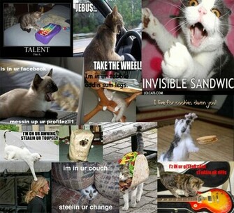 Lolcats Wallpaper Photo Jpg