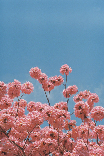 Pretty Pink Flowers Aesthetic K8k25mj93ahh4gdr Wallpaper