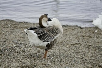 Swan Goose Wallpaper S