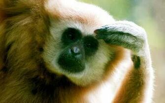 Monkey Indian Funny Spiderman HD Image
