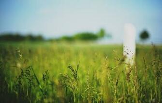 Wallpaper Macro Green Background Widescreen
