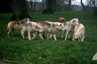 Wolf Pack Running