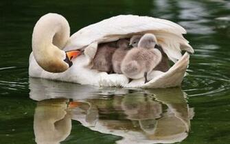 Mom Wallpaper Photo And All Littleswans