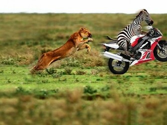 HD Animal Wallpaper Funny Animals