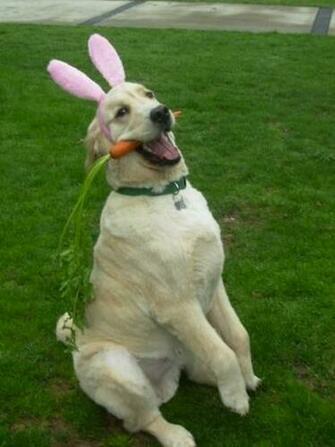 Back Gallery For Bunny Smiling