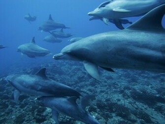 Category Animals HD Wallpaper Subcategory Dolphins