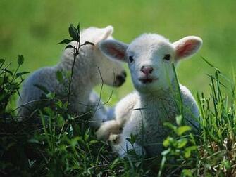 Sheep Wallpaper