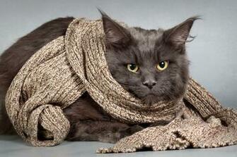 HD Cat Wallpaper Kitten Image Claw Hairy