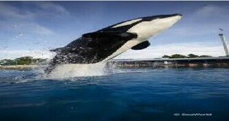 Orca Walvis Aka Shamu Wallpaper