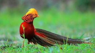 Golden Pheasant Image New HD Wallpaper