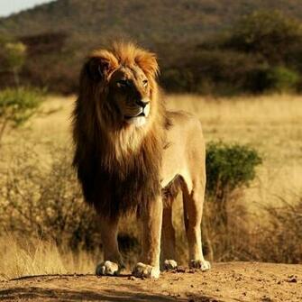 Lion Hot Mobile Phone Wallpaper