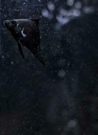 HD Wallpaper Black Fish Animal Grey Sea Life Outdoors