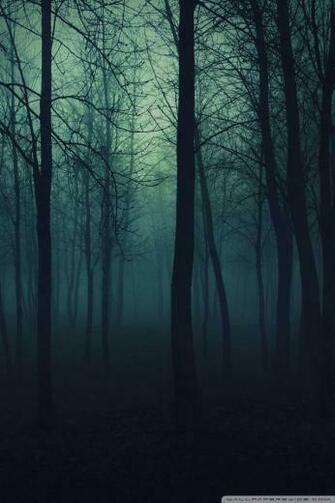 Dark Forest 4k HD Desktop Wallpaper For Ultra Tv Tablet