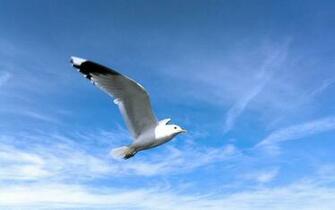Seagull Computer Wallpaper Desktop Background