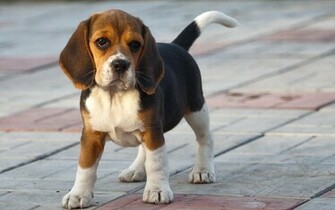Funny Animals Wallpaper Sidewalk Beagle Originals