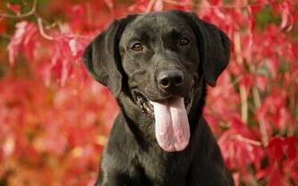 Labrador Retriever Wallpaper