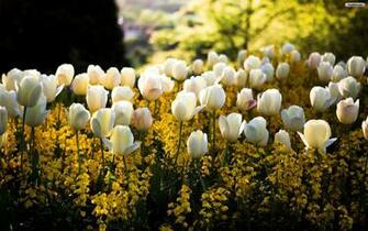Youwall White Tulips Wallpaper