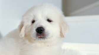 Puppy Wallpaper White Cute Animals
