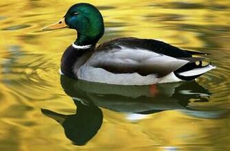 Ducks Wallpaper