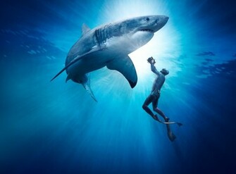 Great White Shark Picture Mouth Open Showing Teeth Wallpaper Html