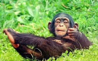 Blackberry iPad Resting Baby Monkey Screensaver For Kindle3 And Dx