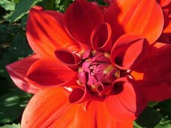 What Flower Could Symbolize Fun Yahoo Answers