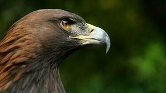 Golden Eagle Close Up Wallpaper Px