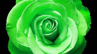 Green Rose Wallpaper Pictures Image