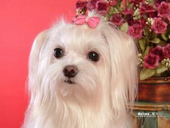 Maltese Puppies Wallpaper Pictures No