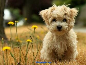 Pin Yorkshire Computer Background Desktop Wallpaper Gallery Image On