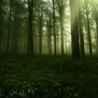 Elven Forest I By Lunia Stock