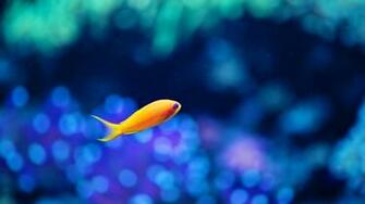 Aquarium Underwater Wallpaper Blue Ocean Fish