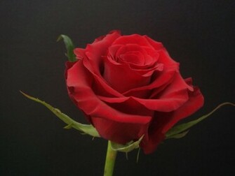 Background Wallpaper Red Rose Wonderful