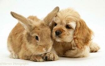 Source Url Gophoto Us Key American 2520cocker 2520spaniel