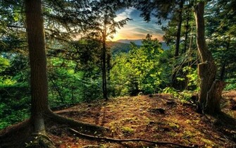 Big Beautiful Nature Green Forest Image HD Wallpaper
