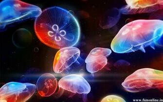 Jellyfish Wallpaper Underwater Jellyfishes