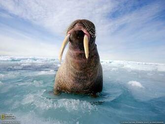 National Geographic Wallpaper