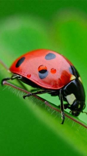 Beautiful Ladybug Moto E Wallpaper