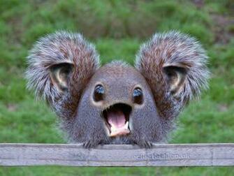 Funny Otter Wallpaper For Widescreen