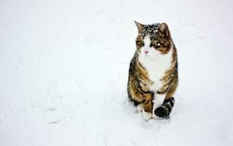 Cat Winter Snow HD Wallpaper