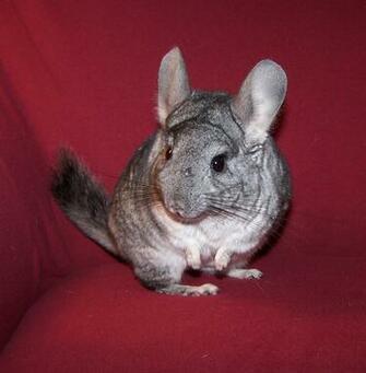 Chinchilla By Maskedtruth